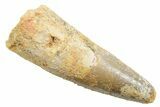 Fossil Spinosaurus Tooth - Real Dinosaur Tooth #362932-1